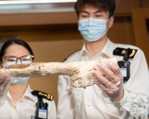 海關查獲瀕危沉香木667克