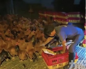 養殖業者千隻土雞增援