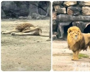 園方稱抑鬱已逐步恢復