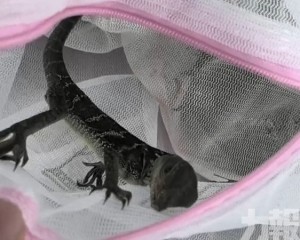 旅客攜50隻帆蜥入境被查處