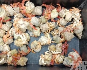 非法攜帶「異寵」按年增47%