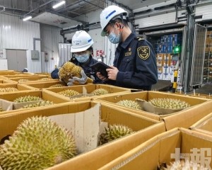 南沙24小時到港逾6,300噸