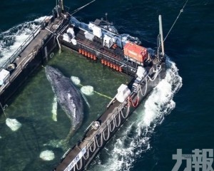 專家反指此舉恐延長動物痛苦