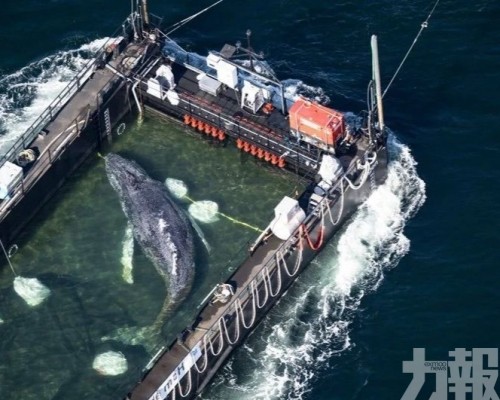 專家反指此舉恐延長動物痛苦