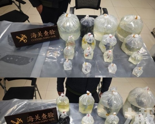 檢38條活體魚