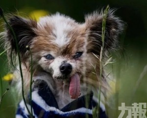 法國蝴蝶犬終年30歲