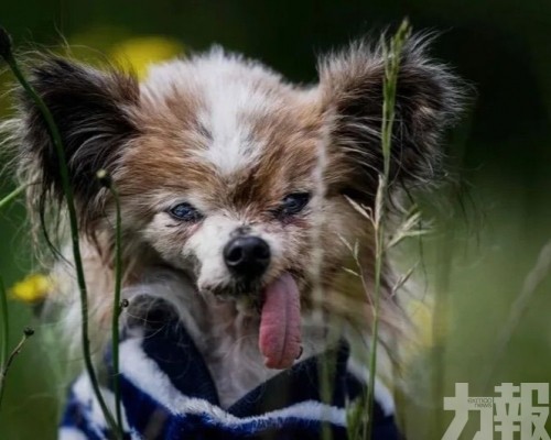 法國蝴蝶犬終年30歲