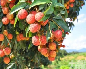廣深珠佛全城隨機派送
