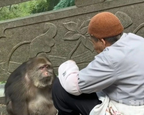 仰頭聽教萌樣笑翻網民