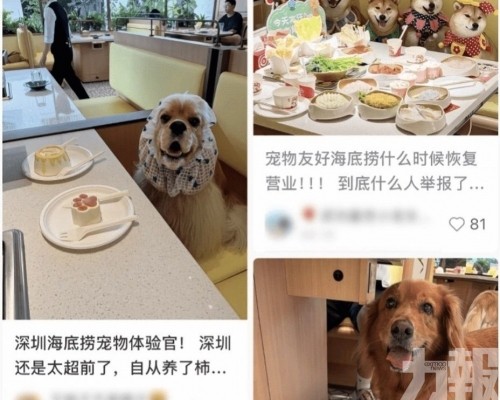 小狗上桌舔蛋糕惹爭議