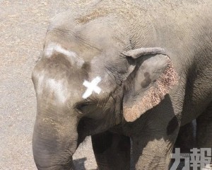曾掀動物人格權爭議