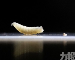 美國緊急封鎖防堵畜牧業危機