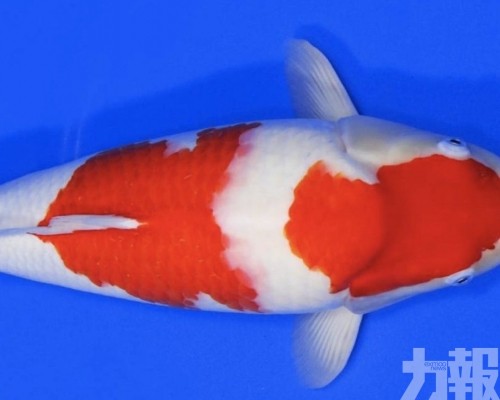 創中國拍賣紀錄