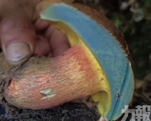出現幻覺兼失憶