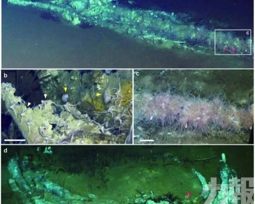 中國團隊發現全球最大「鯨魚墳場」