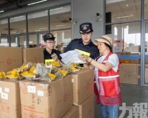 港珠澳大橋5月以來出口供港粽逾22噸