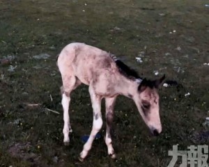 初生幼駒受驚狂奔爆肺死亡