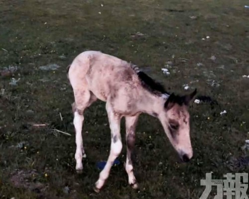 初生幼駒受驚狂奔爆肺死亡