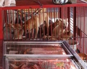 數十萬食用犬去向成謎
