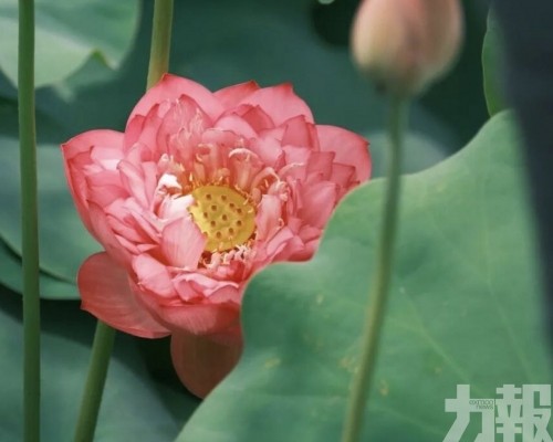 383件作品角逐人氣獎