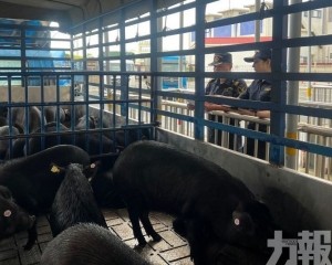年內計劃出口萬頭