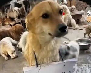 直播團伙虐狗擺拍騙逾250萬元