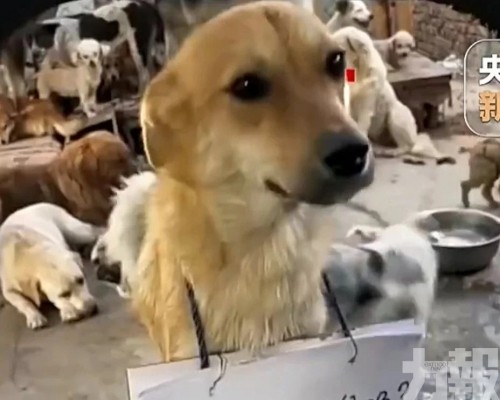 直播團伙虐狗擺拍騙逾250萬元