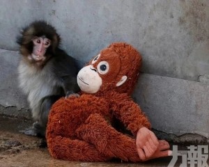 全球粉絲寄數千張賀卡慶生