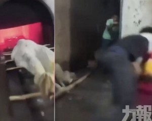 撲入火化爐殉葬嚴重燒傷