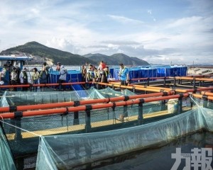 6,000尾魚苗轉運成活率99.9%