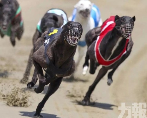 撥6,000萬紐元安置1,400隻格力犬