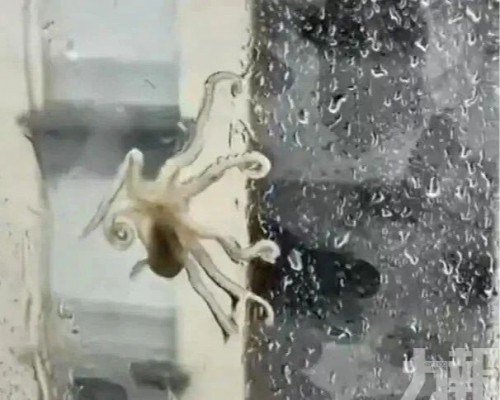 浙江男：當晚已吃掉