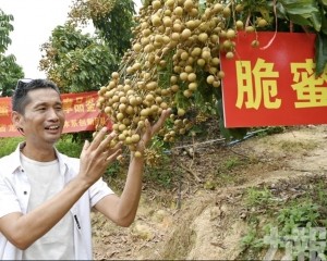 9月內地試賣 每斤38元人仔