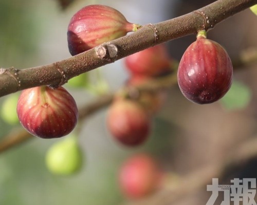 供銷農場結出首批果