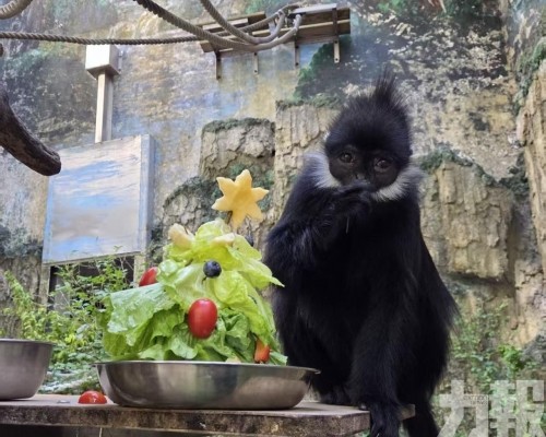 石排灣郊野公園黑葉猴身體不適暫停對外展示