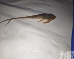大橋海關辦全國外來種首案