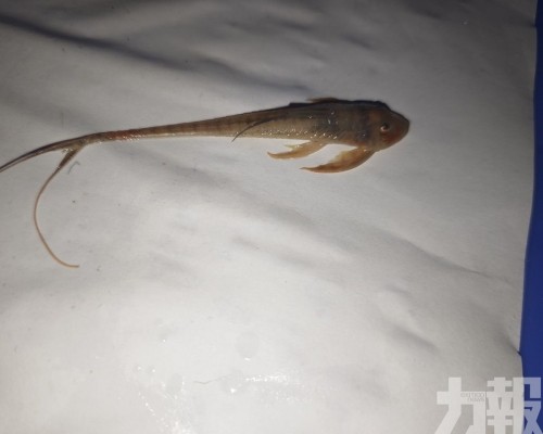 大橋海關辦全國外來種首案