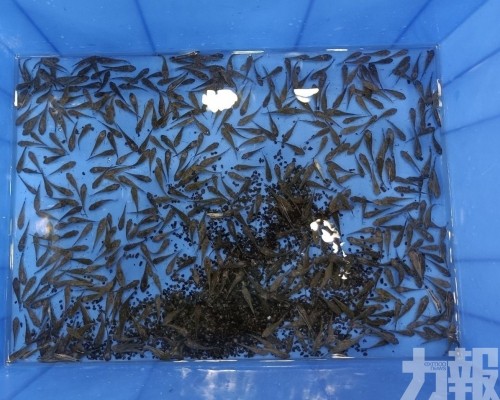 經鑑定屬外來入侵物種