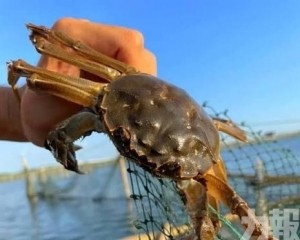 精品蟹價格仍堅挺