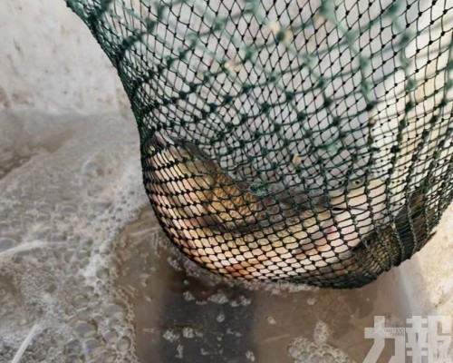 南魚北養擴戈壁漁場