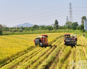 3.93萬畝迎收割高峰
