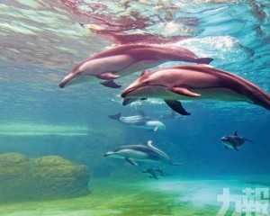成功繁育四條太平洋白邊海豚