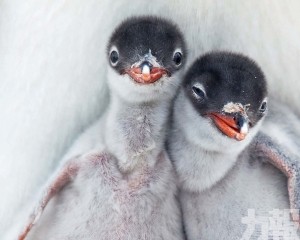 巴布亞企鵝的成長史