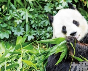 大熊貓生活檔案大公開