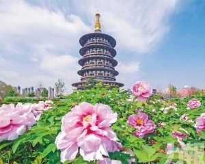 2025洛陽牡丹花會賞花全攻略