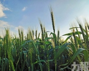 麥穗與煉金術的純淨之火