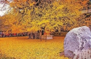 秋色五彩:東川紅土地 大地調色盤