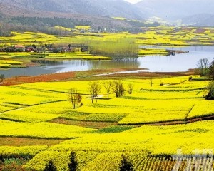 邂逅一片金色的漢家故里