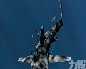 靈性之海的夢想家