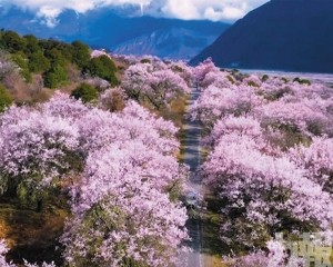 2026西藏桃花季，赴一場高原最浪漫的約定